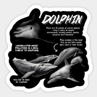 Dolphin Fun Facts Sticker